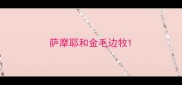 萨摩耶和金毛边牧