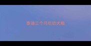 泰迪三个月吃幼犬粮