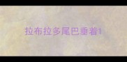 拉布拉多尾巴垂着