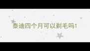 泰迪四个月可以剃毛吗