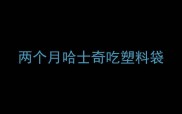 两个月哈士奇吃塑料袋