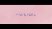 小狗的名字起什么