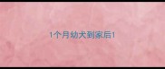 1个月幼犬到家后