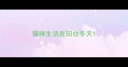 猫咪生活在阳台冬天