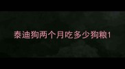 泰迪狗两个月吃多少狗粮