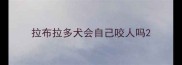 拉布拉多犬会自己咬人吗