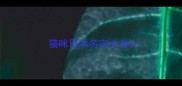猫咪日本名字大全