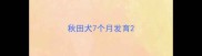 秋田犬7个月发育