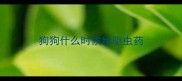 狗狗什么时候给驱虫药