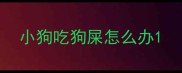 小狗吃狗屎怎么办