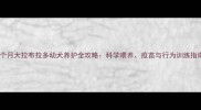两个月大拉布拉多幼犬养护全攻略科学喂养疫苗与行为训练指南