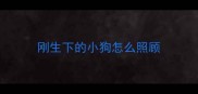 刚生下的小狗怎么照顾