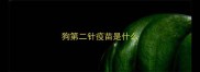 狗第二针疫苗是什么