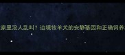 边牧家里没人乱叫边境牧羊犬的安静基因和正确饲养指南