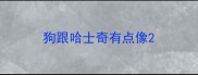 狗跟哈士奇有点像