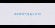 成年狗打完疫苗不对劲