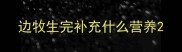 边牧生完补充什么营养