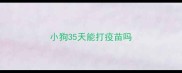 小狗35天能打疫苗吗