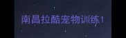 南昌拉酷宠物训练
