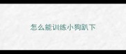 怎么能训练小狗趴下