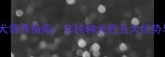混血拉布拉多犬领养指南非纯种犬的五大优势与科学养护全