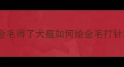 金毛得了犬瘟如何给金毛打针