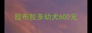 拉布拉多幼犬600元