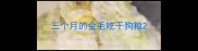 三个月的金毛吃干狗粮