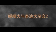 蝴蝶犬与泰迪犬杂交