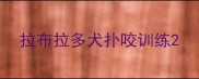 拉布拉多犬扑咬训练