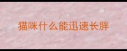 猫咪什么能迅速长胖