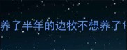 养了半年的边牧不想养了