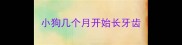 小狗几个月开始长牙齿