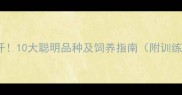 猫咪智力排名大公开10大聪明品种及饲养指南附训练技巧与科学依据