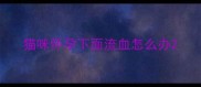 猫咪怀孕下面流血怎么办