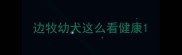 边牧幼犬这么看健康
