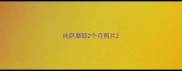 纯萨摩耶2个月照片