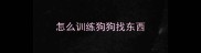 怎么训练狗狗找东西