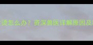 金毛犬鼻子发烫怎么办资深兽医详解原因及科学护理指南