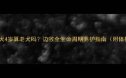 边境牧羊犬4岁算老犬吗边牧全生命周期养护指南附体检清单