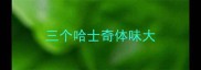 三个哈士奇体味大