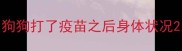 狗狗打了疫苗之后身体状况
