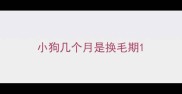 小狗几个月是换毛期