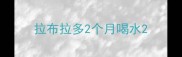 拉布拉多2个月喝水