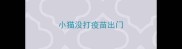 小猫没打疫苗出门