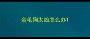 金毛狗太凶怎么办