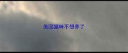 美国猫咪不想养了