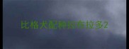 比格犬配种拉布拉多