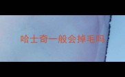 哈士奇一般会掉毛吗