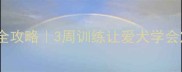 泰迪纠正行为全攻略3周训练让爱犬学会定点跟随指令